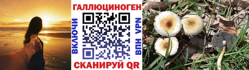 Галлюциногенные грибы Psilocybe  Володарск 